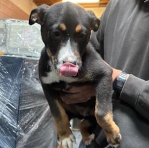 Rocky, Adopted, Puppy Male Mixed Breed.