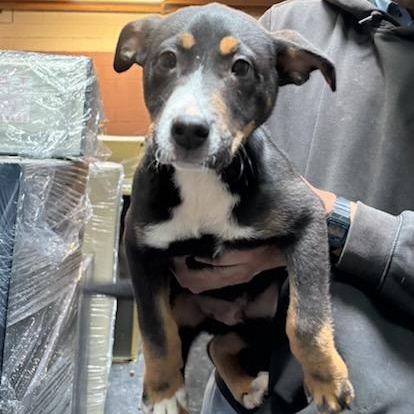 Enlarge Rocky, a Adopted Mixed Breed in Cockrell Hill, TX image 2/2