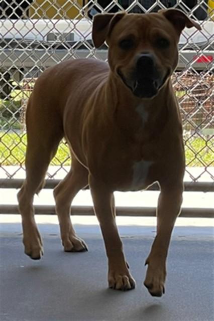 Enlarge PINKY, a Adoptable Mixed Breed in Saint Cloud, FL image 1/1