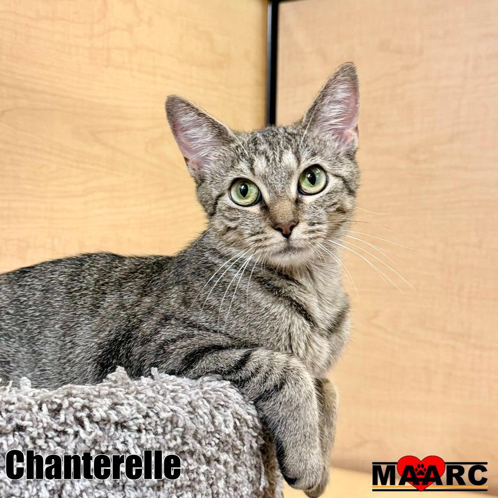 Enlarge Chanterelle, a Adoptable mixed breed in Maryville, TN image 2/2