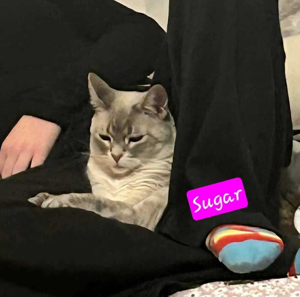 Enlarge Sugar, a Adoptable mixed breed in Jessup, MD image 1/3