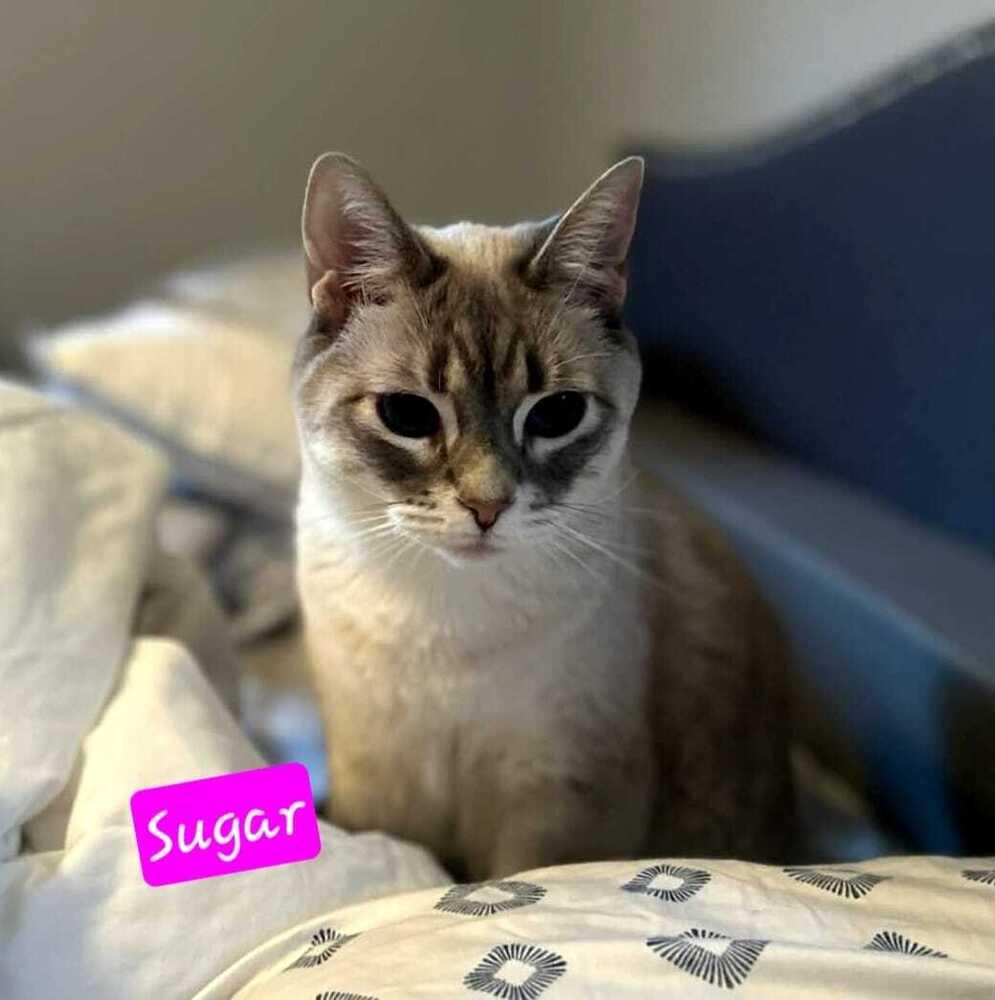 Enlarge Sugar, a Adoptable mixed breed in Jessup, MD image 2/3