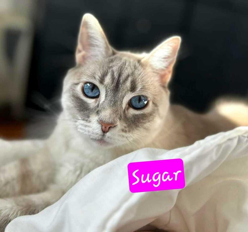 Enlarge Sugar, a Adoptable mixed breed in Jessup, MD image 3/3