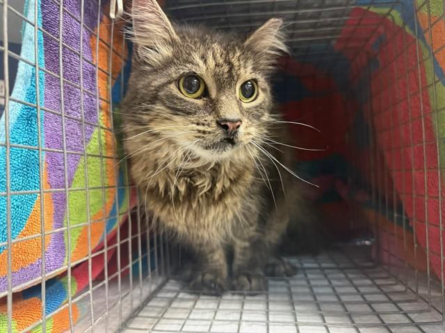 BABY — thumbnail 2