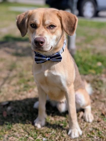 Frank, Adoptable, Adult Male Terrier & Mixed Breed.