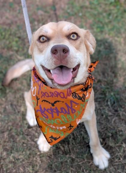 Frank, a Adoptable mixed breed in Gulfport, MS image 1/2