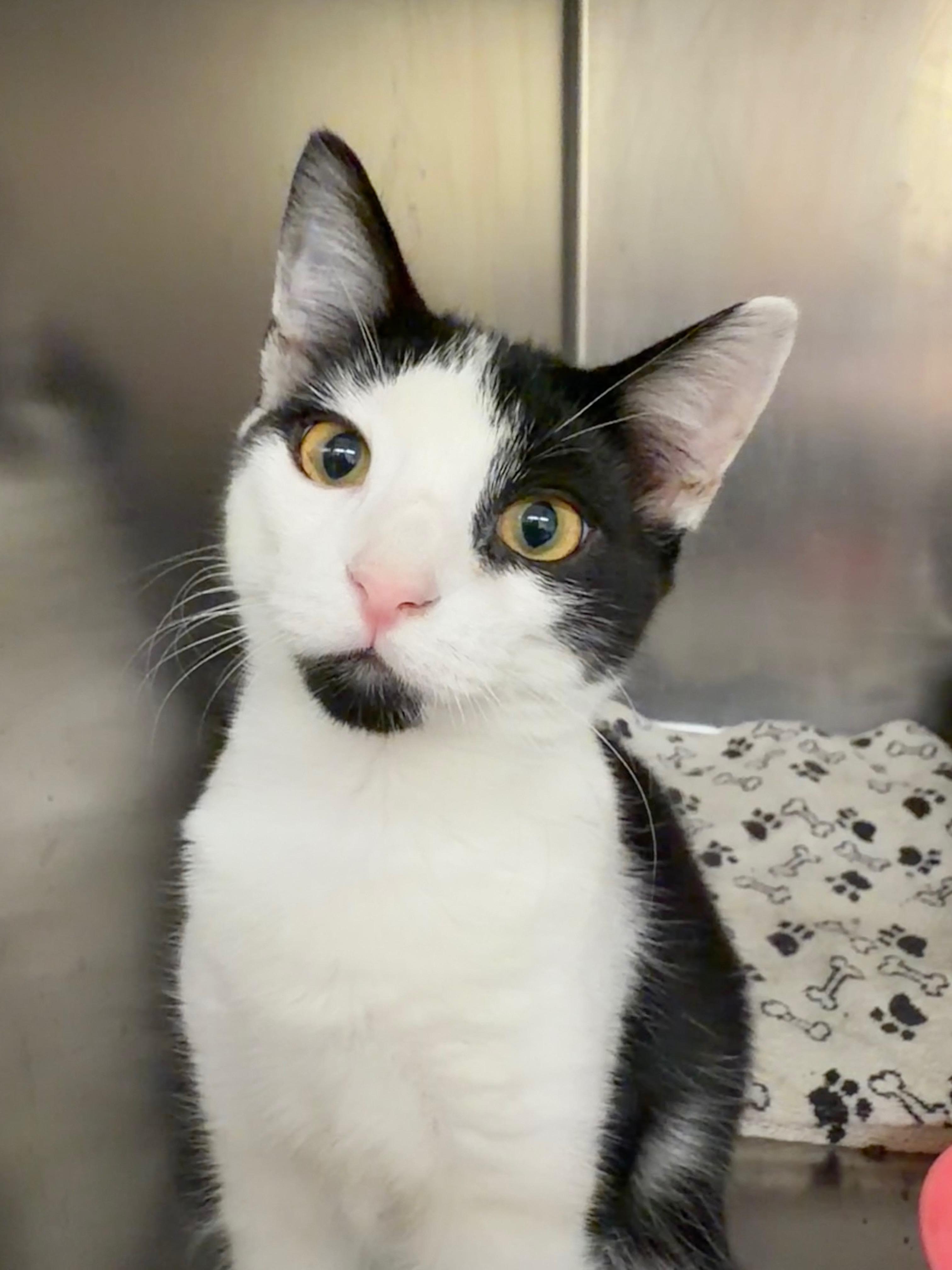 Paul, Adopted, Kitten Male Domestic Short Hair.