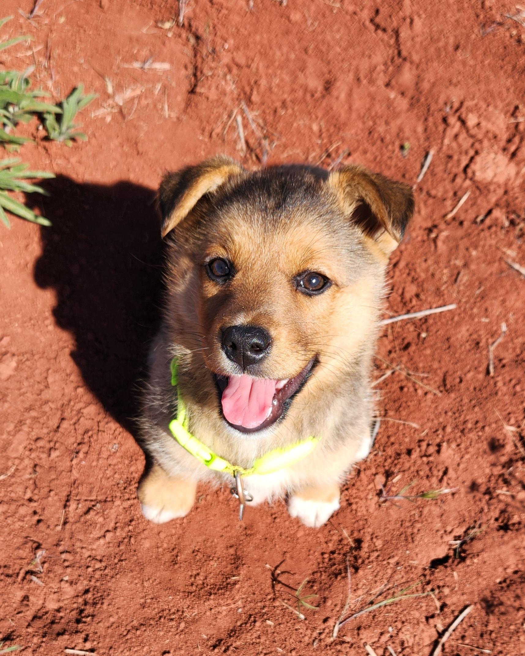 Bell, an adopted mixed breed in Goldendale, WA image 3/4