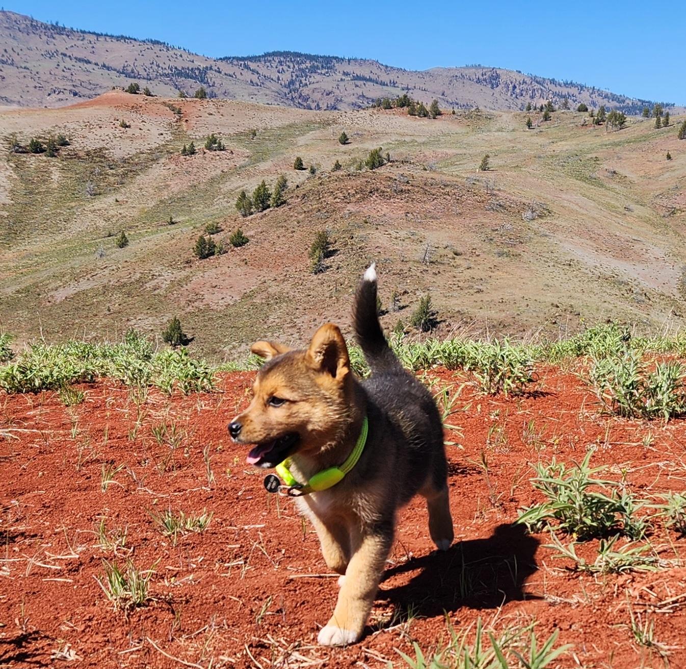 Bell, an adopted mixed breed in Goldendale, WA image 2/4