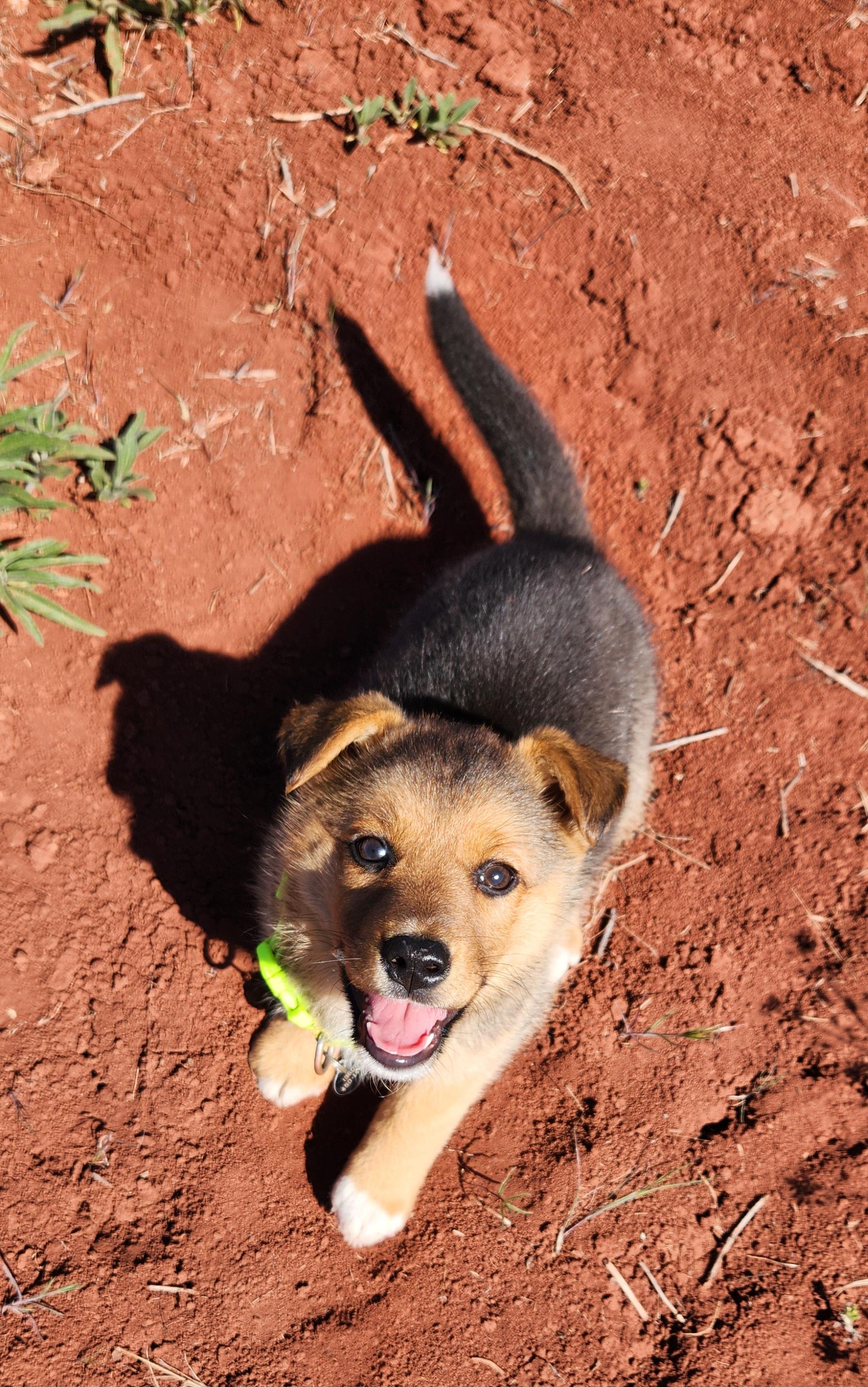 Bell, an adopted mixed breed in Goldendale, WA image 1/4