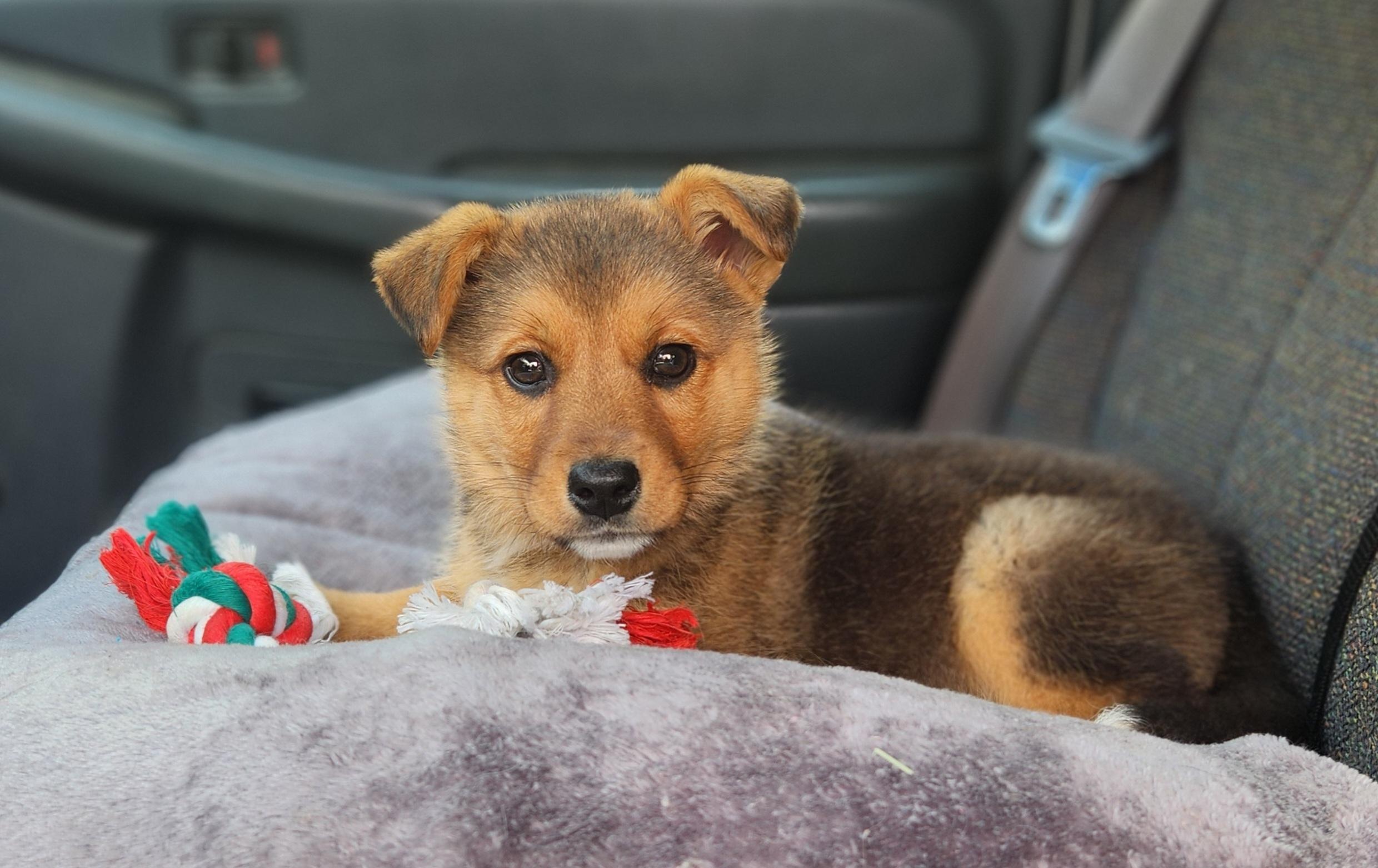 Bell, an adopted mixed breed in Goldendale, WA image 4/4