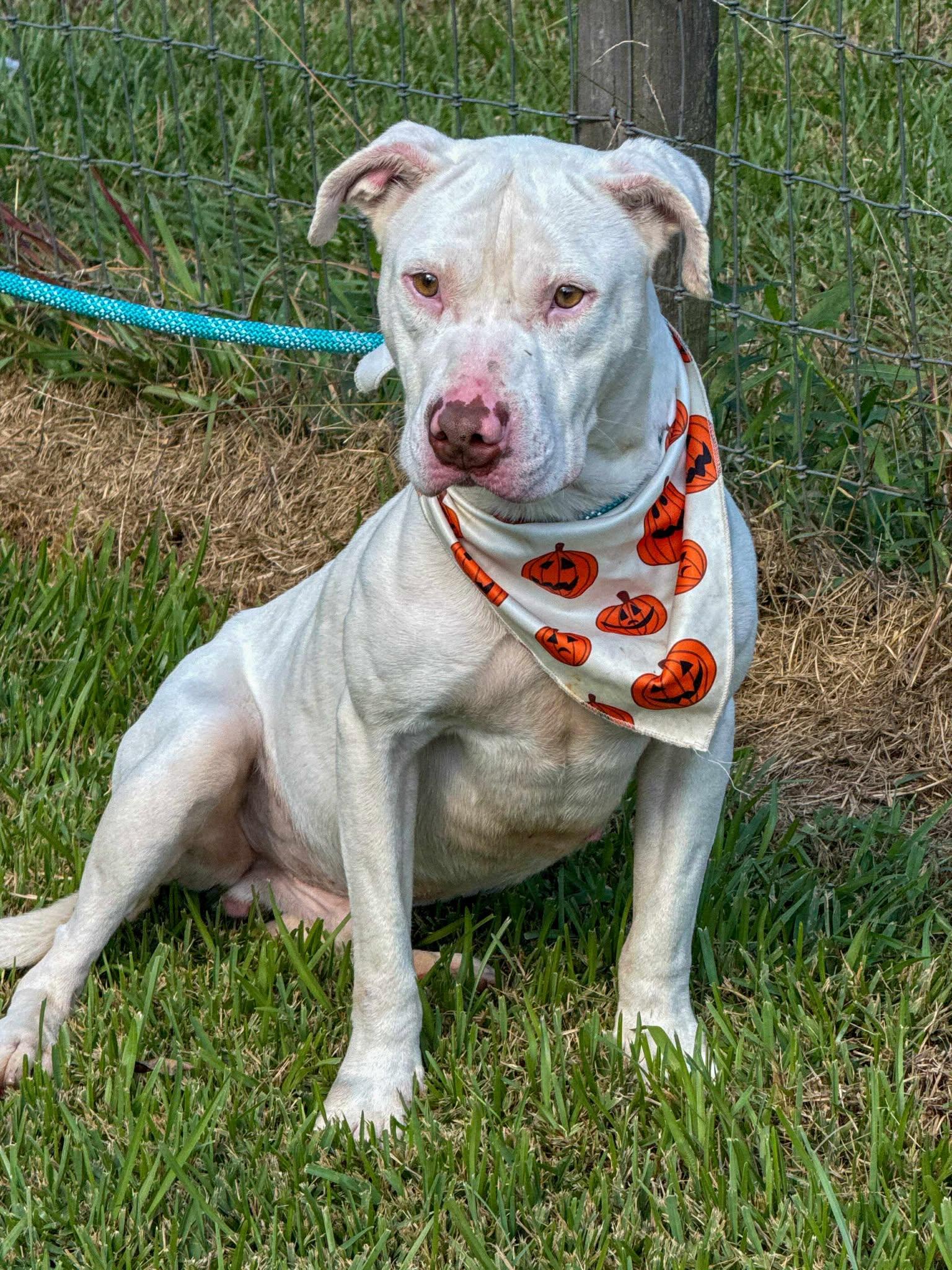 Enlarge Creed, a Adoptable Pit Bull Terrier in Mount Hermon, LA image 1/1