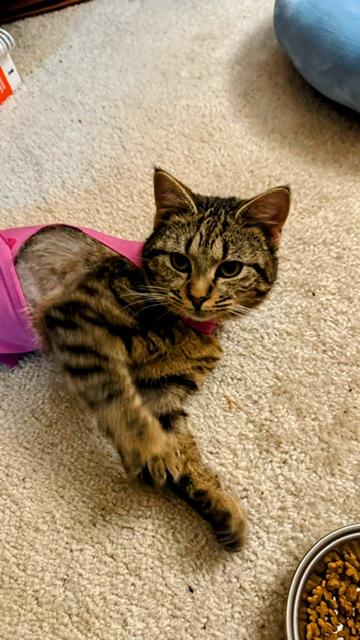 Enlarge Keeley, a ADOPTABLE Tabby in Leesburg, VA image 3/3