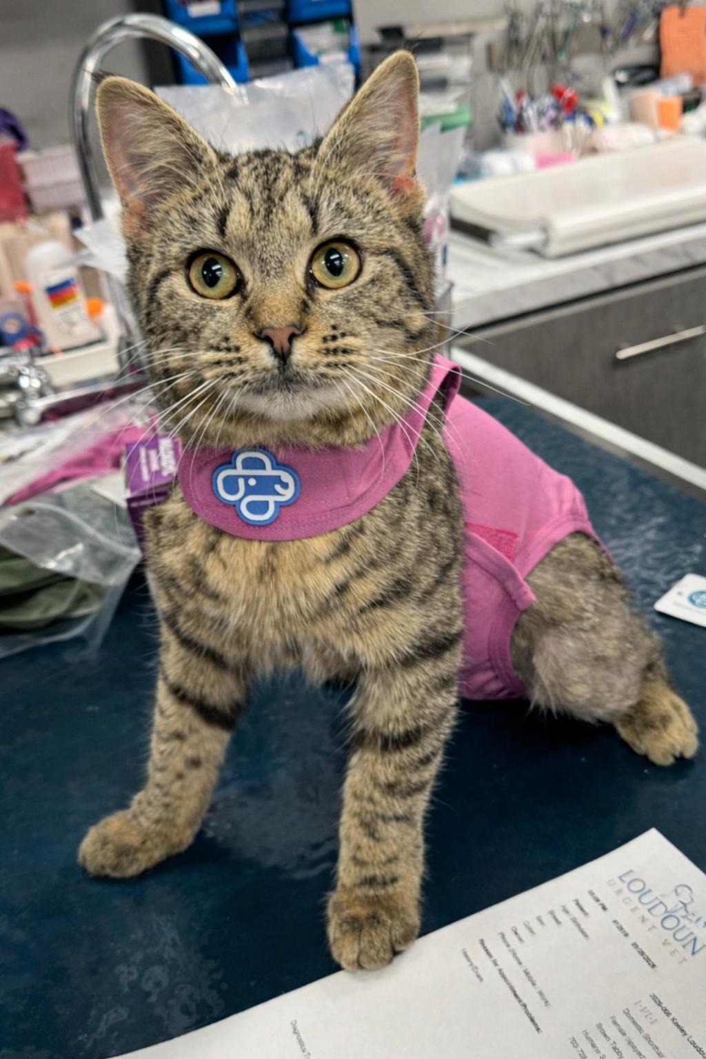 Keeley, ADOPTABLE, Young Female Tabby.