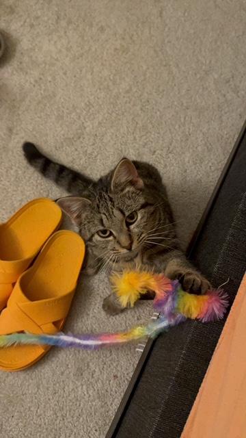 Enlarge Keeley, a ADOPTABLE Tabby in Leesburg, VA image 2/3