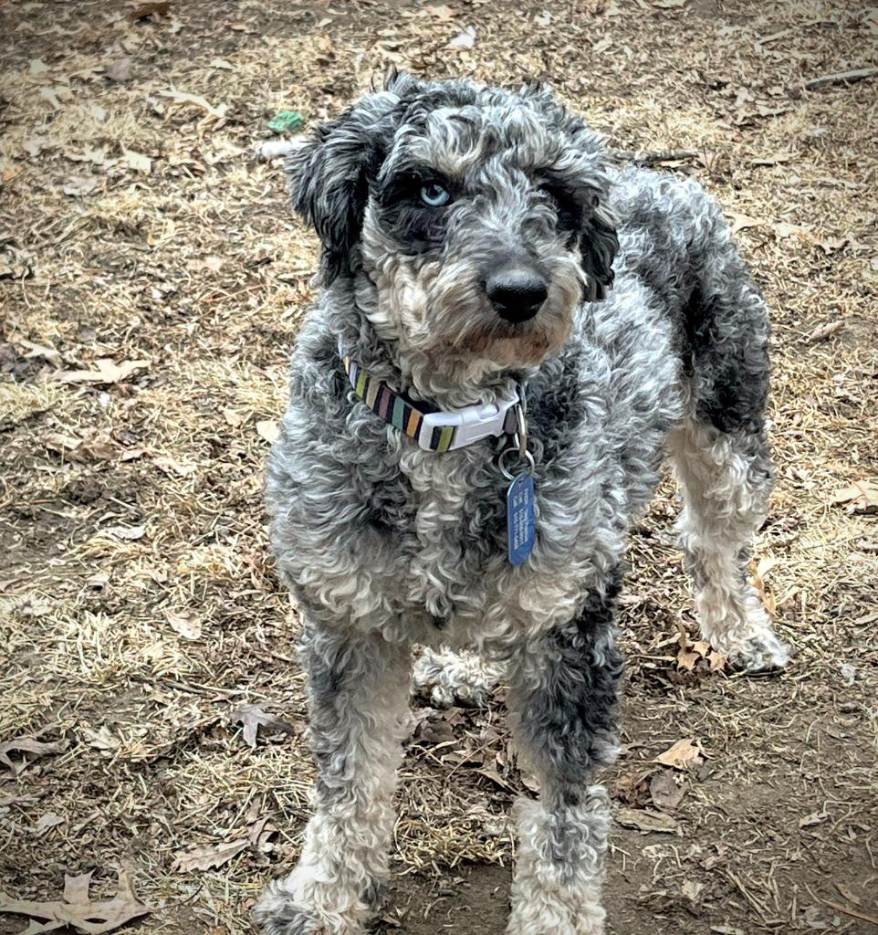 Enlarge Tucker, a Adopted mixed breed in Johnston, IA image 1/3