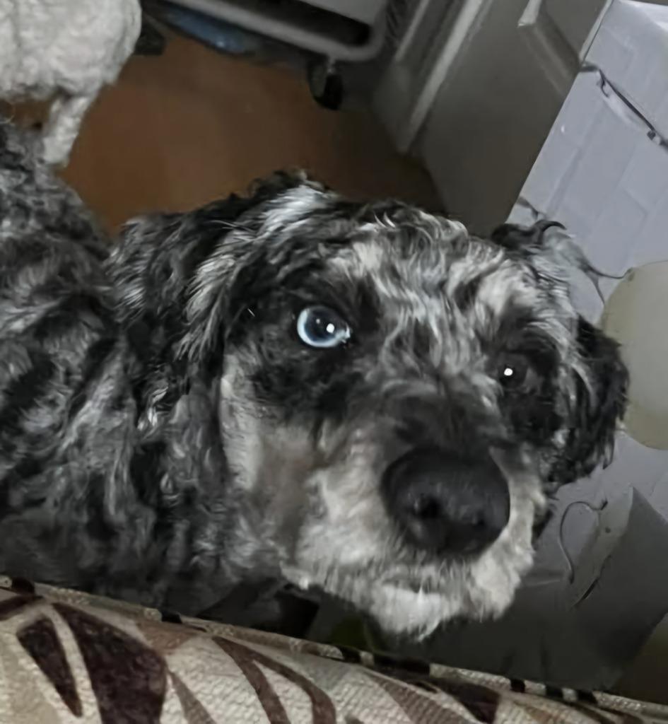 Enlarge Tucker, a Adopted mixed breed in Johnston, IA image 2/3