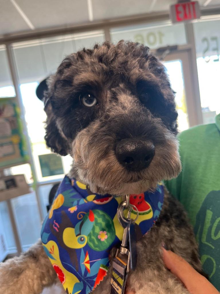 Enlarge Tucker, a Adopted mixed breed in Johnston, IA image 3/3