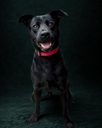 Enlarge Rexy, a Adoptable mixed breed in Gastonia, NC image 1/3