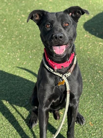 Enlarge Rexy, a Adoptable mixed breed in Gastonia, NC image 2/3