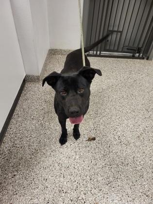 Enlarge Rexy, a Adoptable mixed breed in Gastonia, NC image 3/3