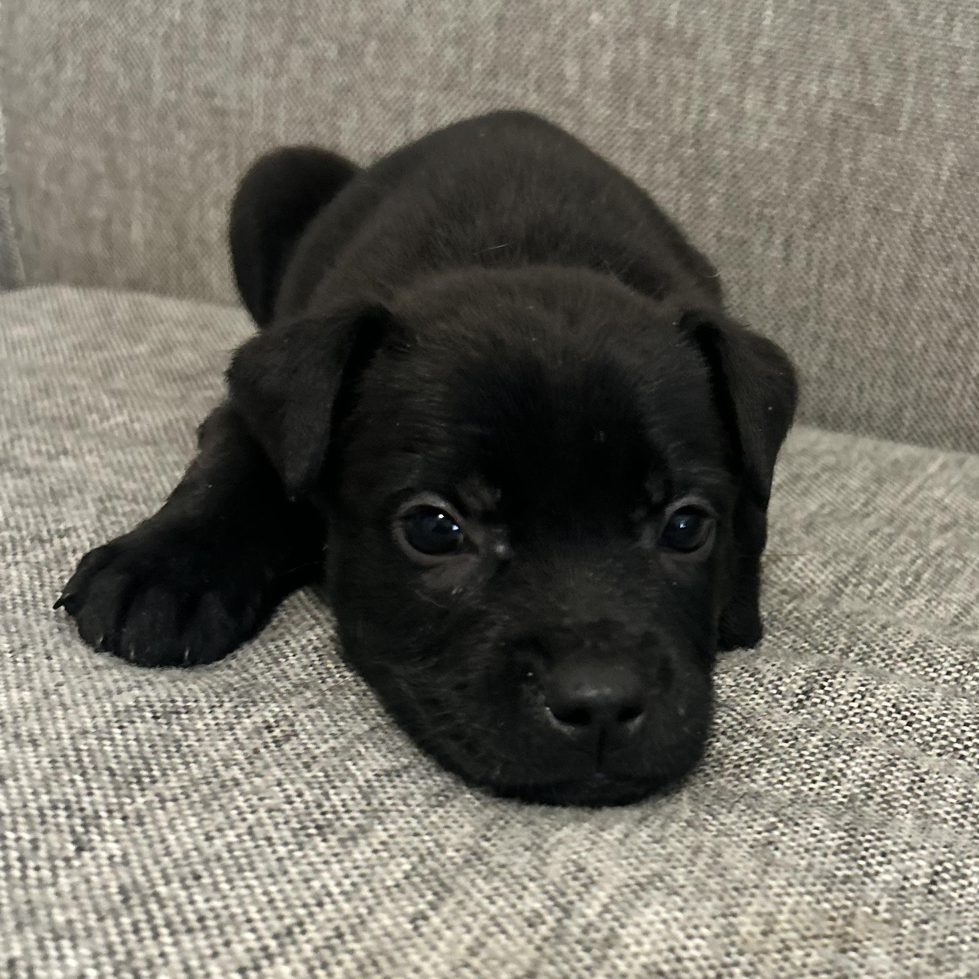 Pepper — thumbnail 5