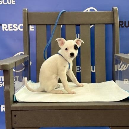 Enlarge BRIAR, a Adoptable Border Collie in Berlin, NJ image 5/5