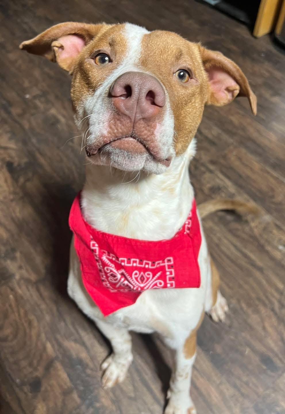 Dune , adopted, Young Male Terrier.