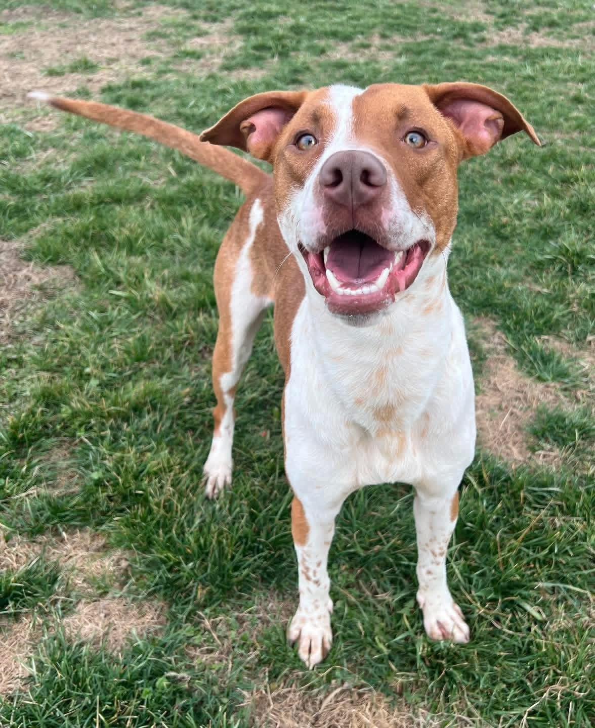 Enlarge Dune , a ADOPTABLE mixed breed in Sullivan, MO image 1/1