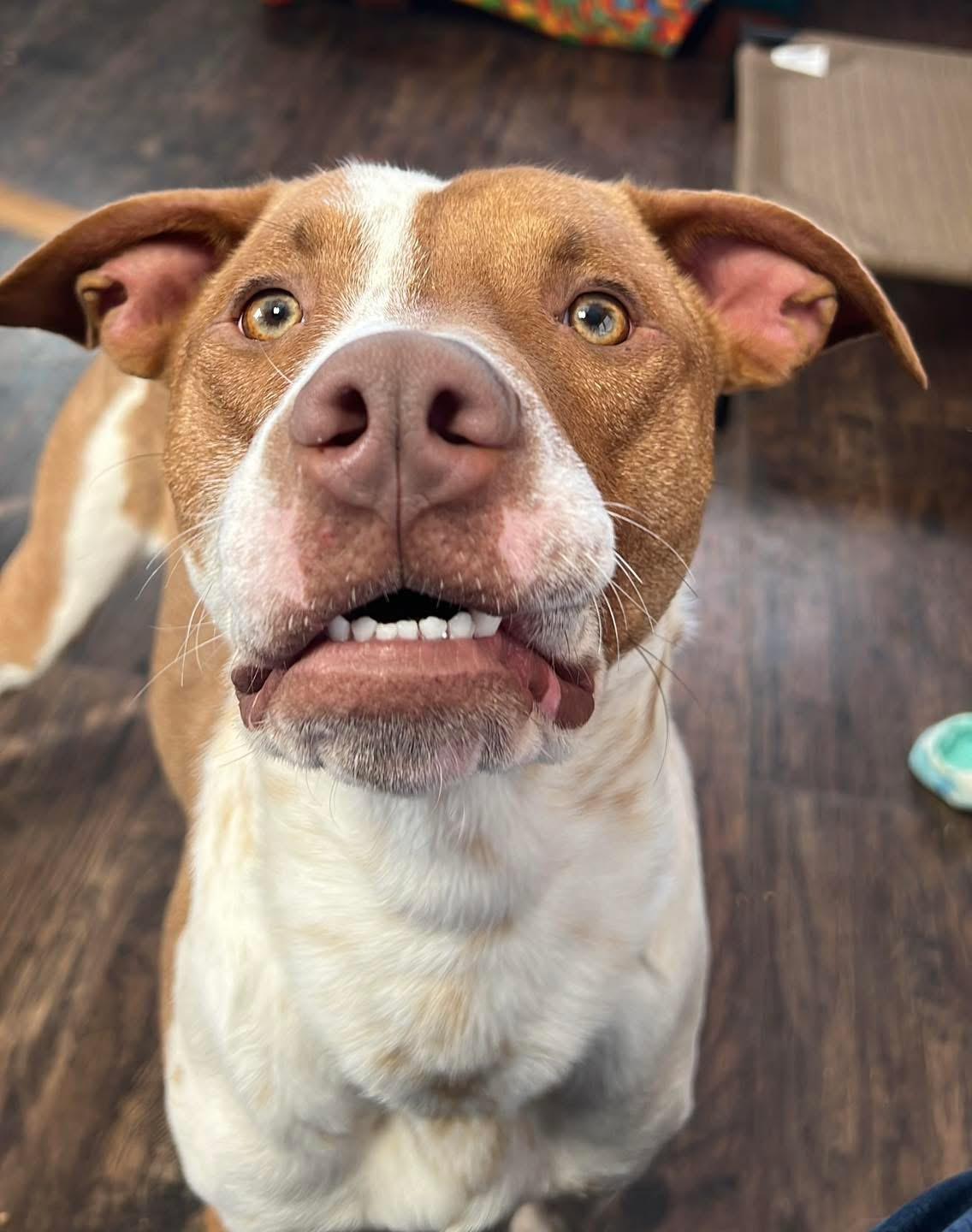 Dune , an adopted mixed breed in Sullivan, MO image 3/4