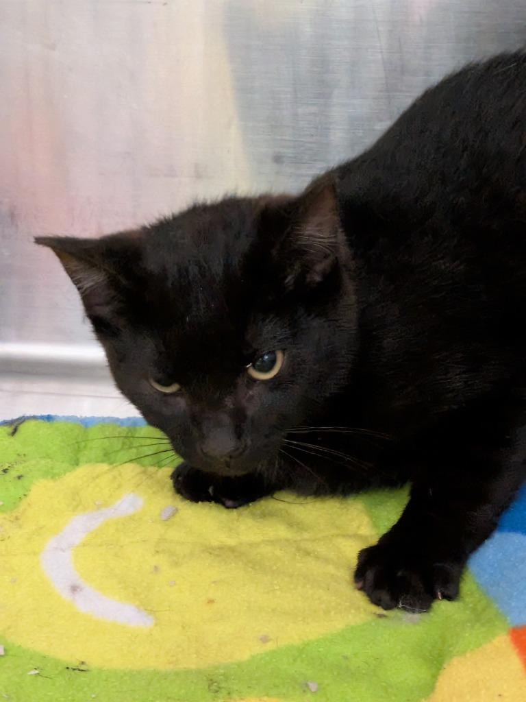 Merlin, Adoptable, Young Female Domestic Medium Hair.