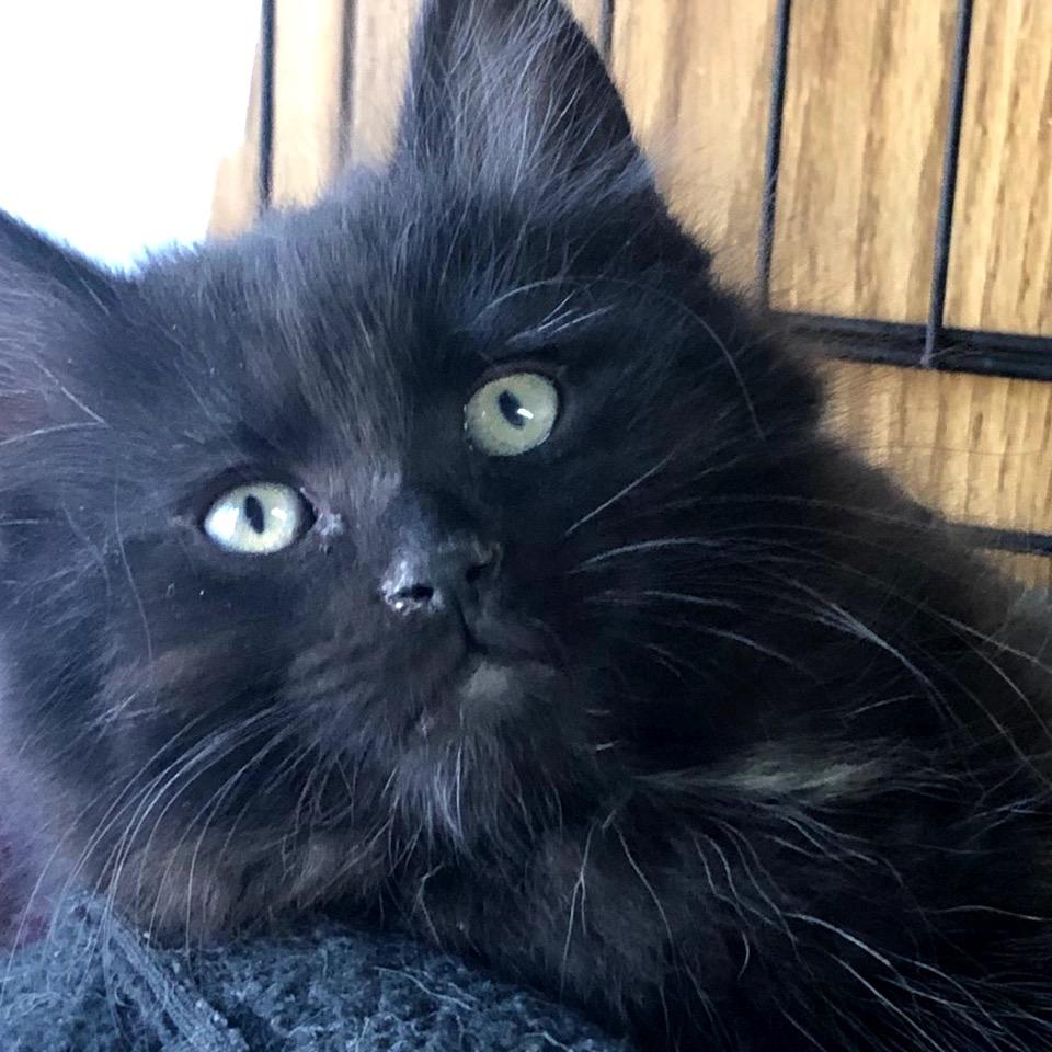 Arlo, Adoptable, Kitten Male Domestic Medium Hair.