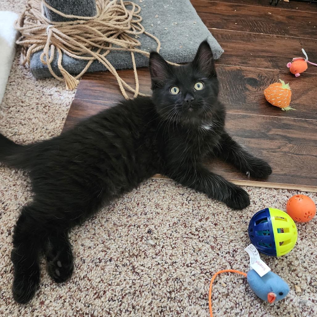 Enlarge Arlo, a Adoptable Domestic Medium Hair in Bountiful, UT image 2/2