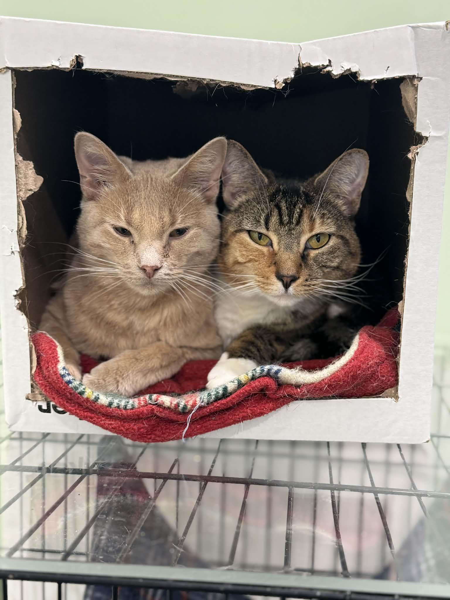 Enlarge Phoenix & Paxton- BONDED PAIR, a ADOPTABLE Domestic Short Hair in Woodstock, CT image 1/2