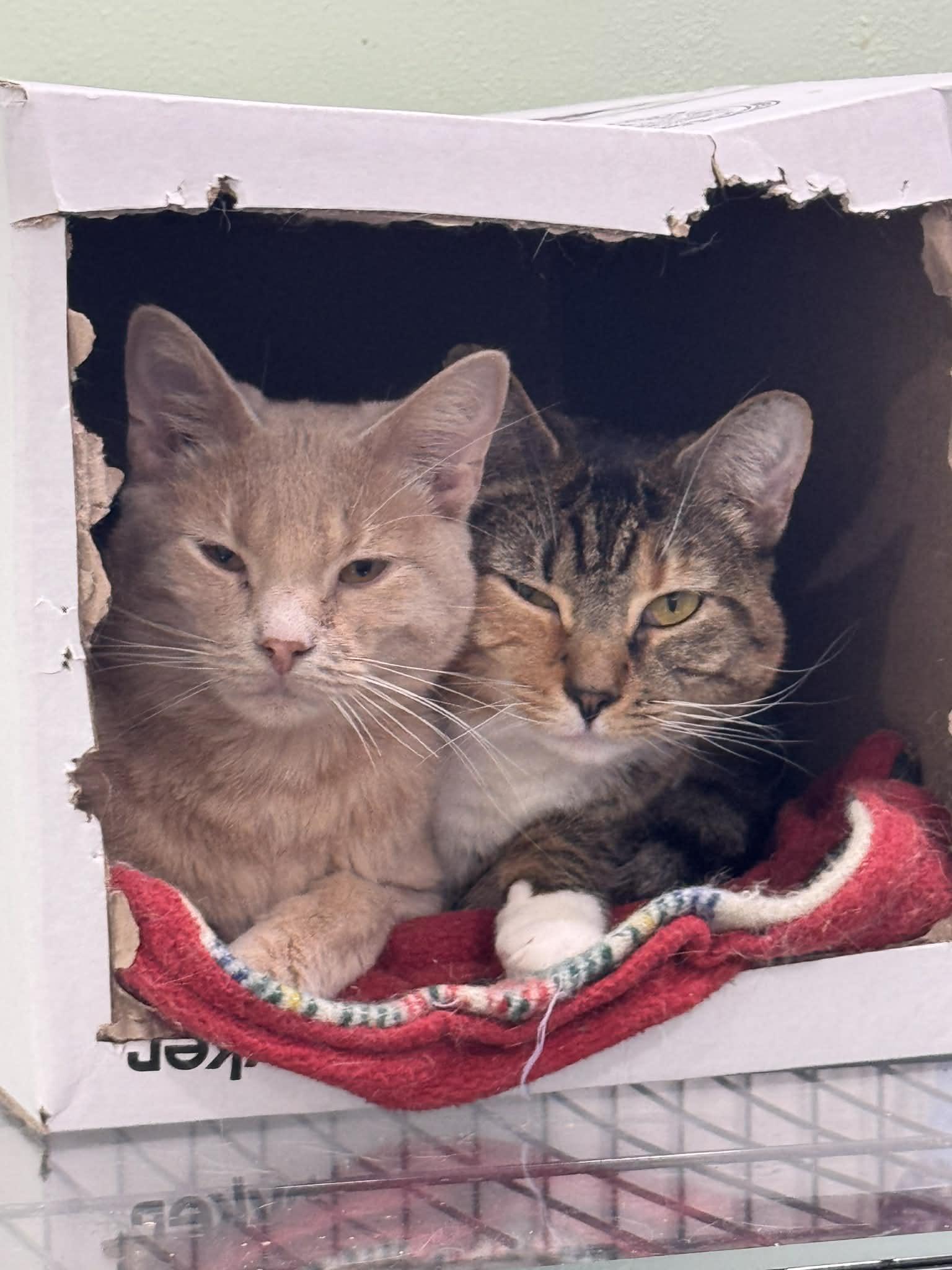 Enlarge Phoenix & Paxton- BONDED PAIR, a ADOPTABLE Domestic Short Hair in Woodstock, CT image 2/2