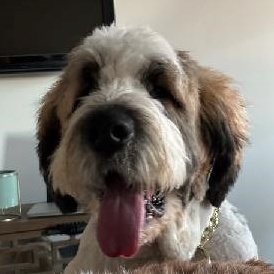 Brody