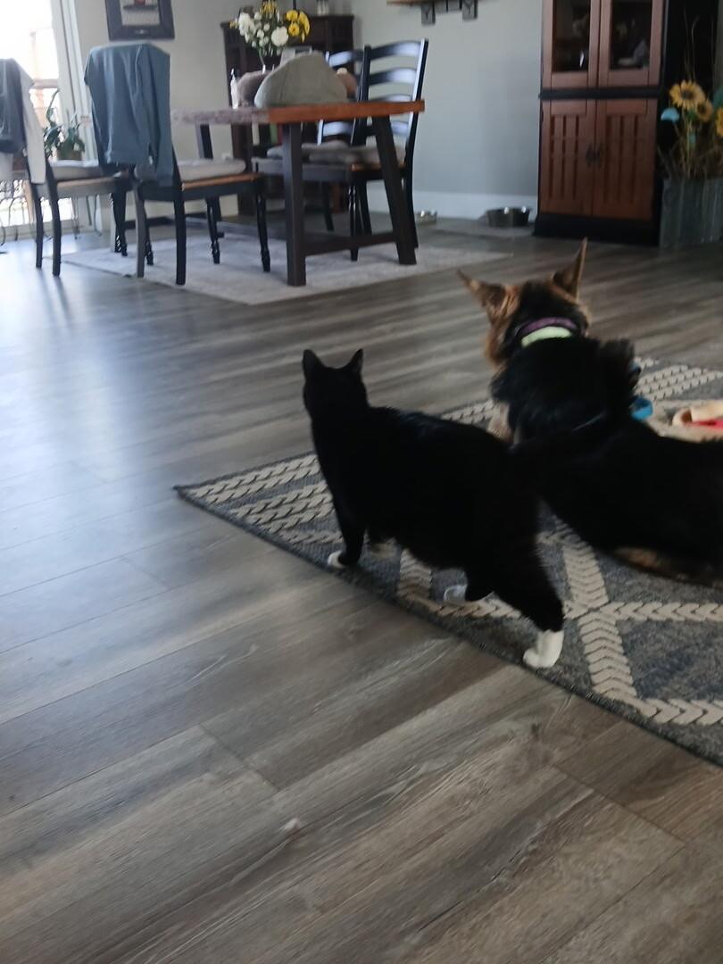 Enlarge Quinn, a Adoptable German Shepherd Dog in Seattle, WA image 1/4