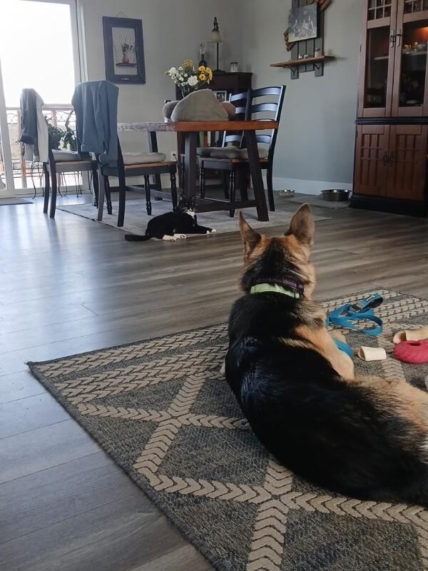 Enlarge Quinn, a Adoptable German Shepherd Dog in Seattle, WA image 2/4