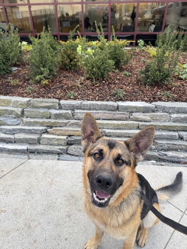 Enlarge Quinn, a Adoptable German Shepherd Dog in Seattle, WA image 3/4