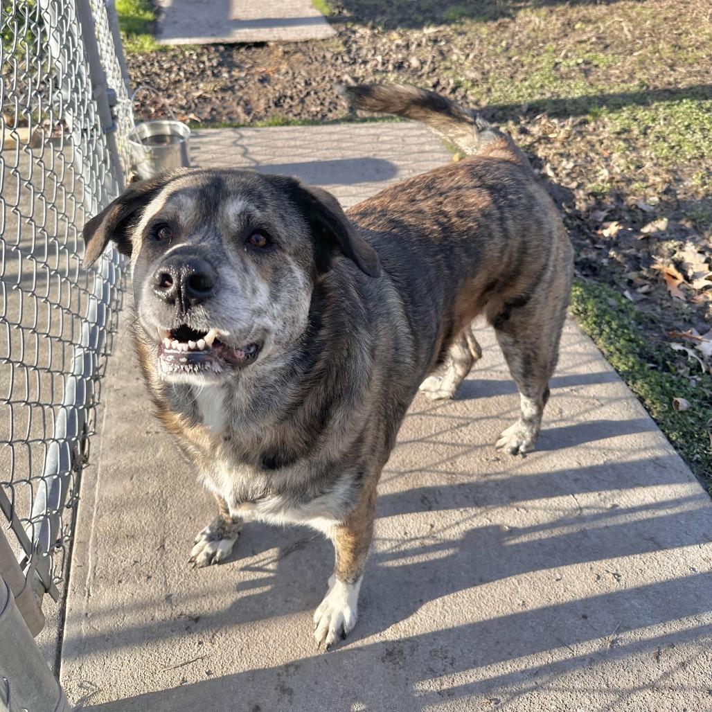 Brinkley FKA Digby, Adoptable, Adult Male Shepherd.
