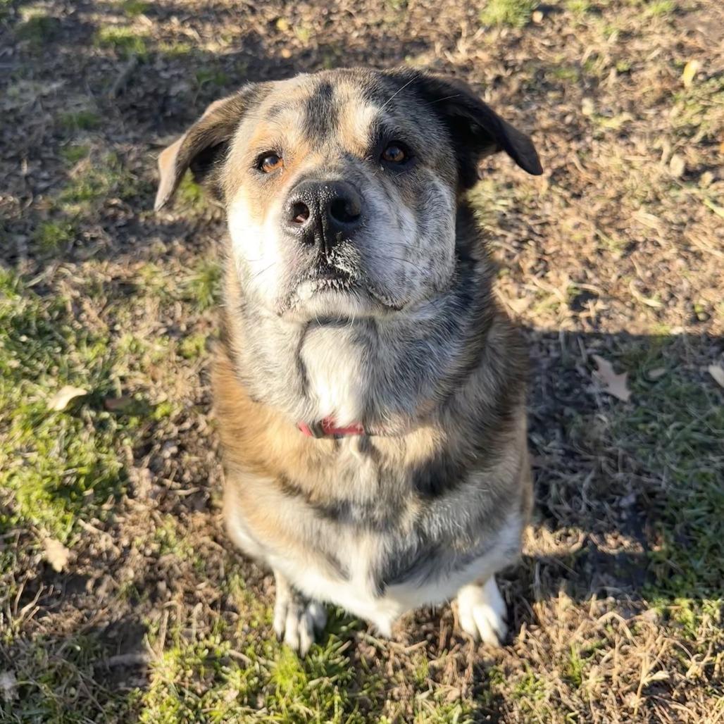 Enlarge Brinkley FKA Digby, a Adoptable mixed breed in Chesapeake, VA image 3/4