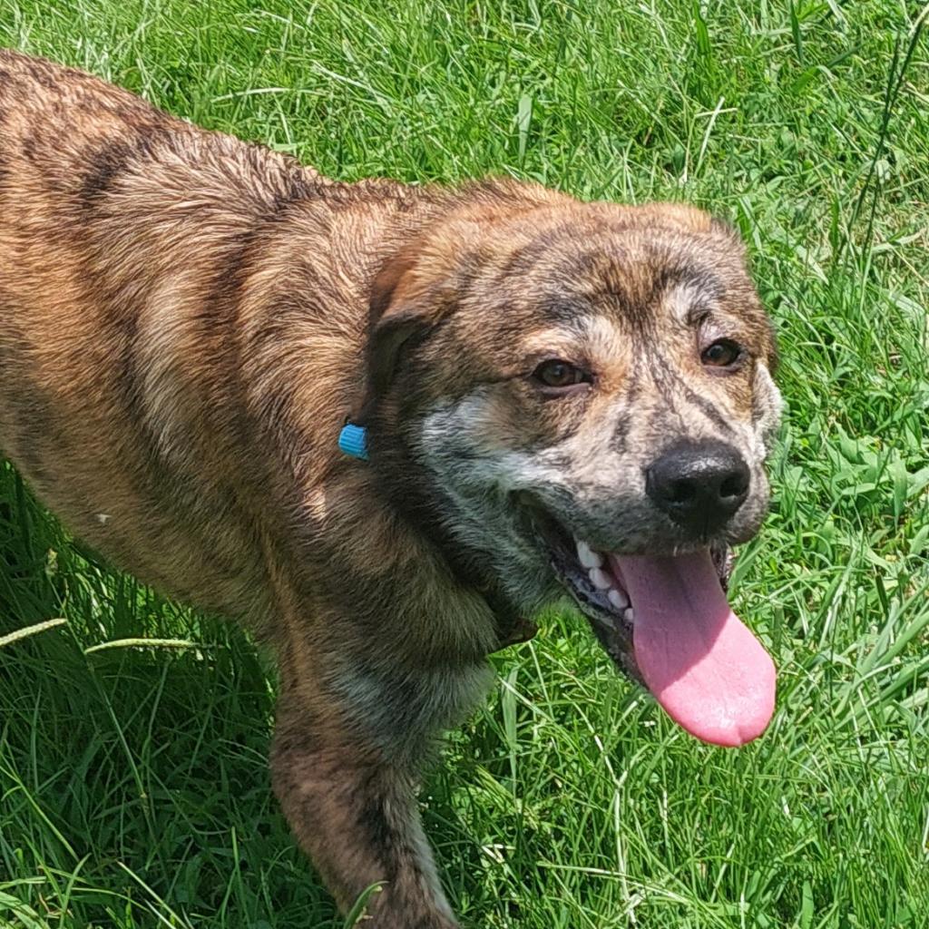 Enlarge Brinkley FKA Digby, a Adoptable mixed breed in Chesapeake, VA image 4/4