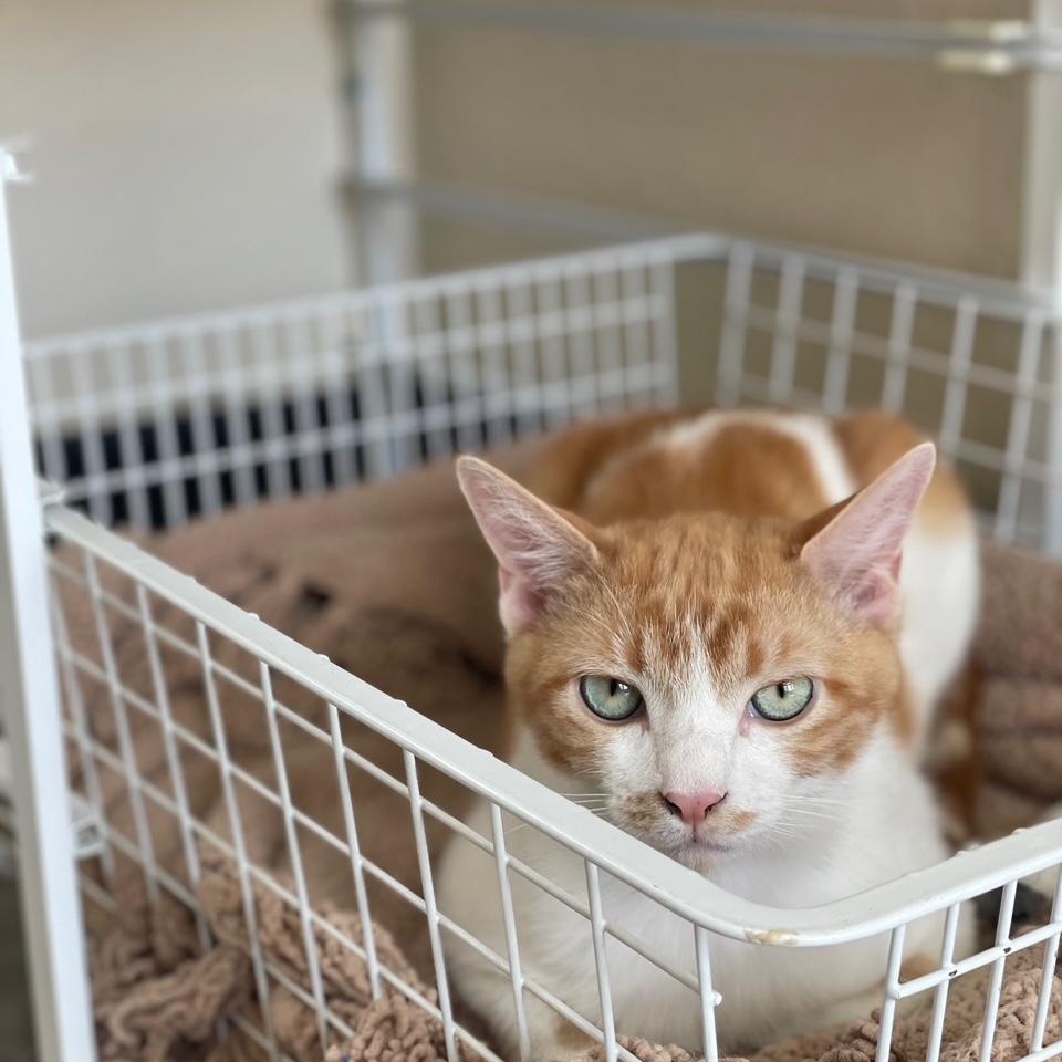 Dunkin Donuts- BARN CAT, an adoptable Domestic Short Hair in Ridgway, CO, 81432 | Photo Image 2