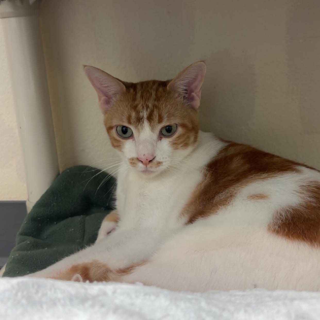 Dunkin Donuts- BARN CAT, an adoptable Domestic Short Hair in Ridgway, CO, 81432 | Photo Image 3
