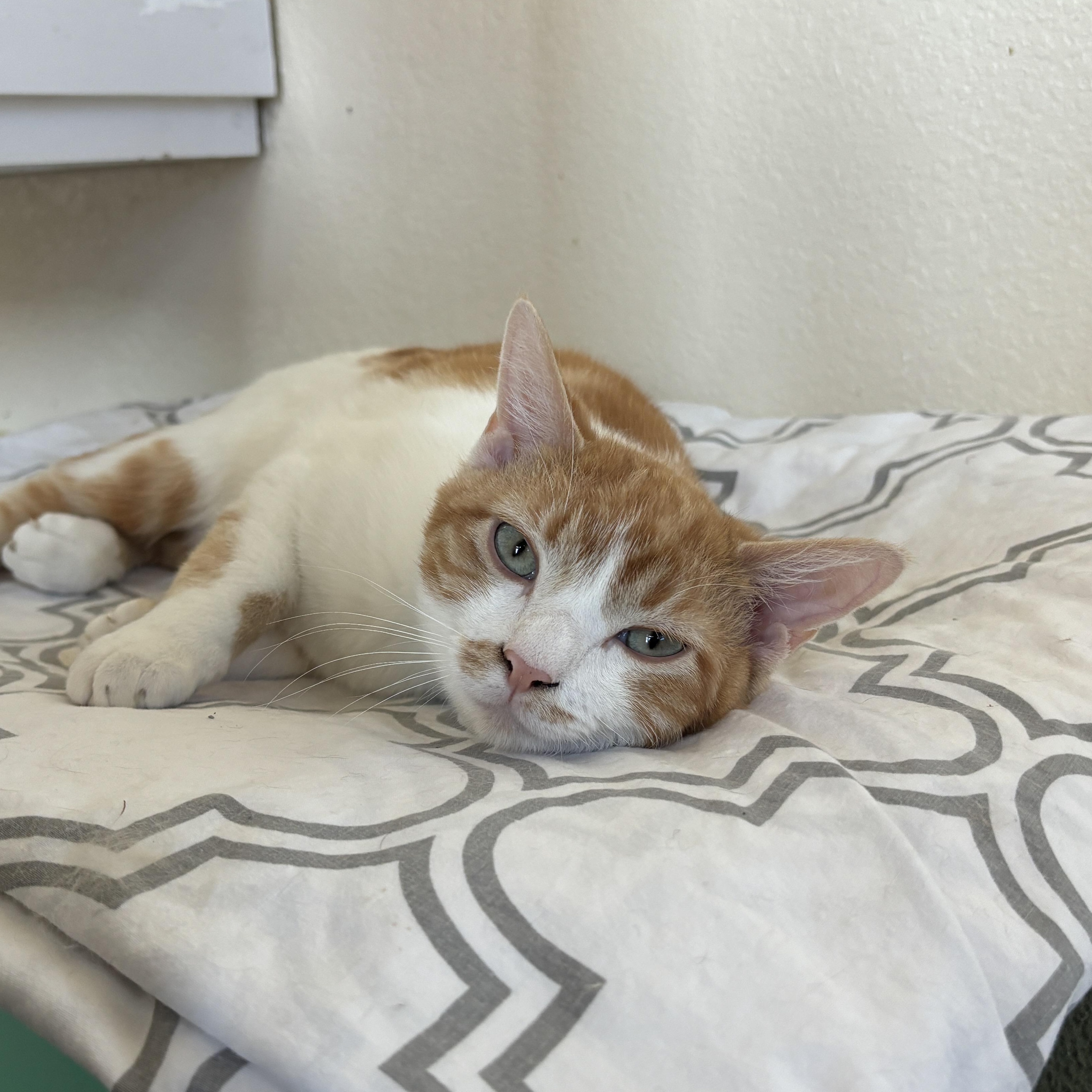 Dunkin Donuts- BARN CAT, an adoptable Domestic Short Hair in Ridgway, CO, 81432 | Photo Image 4