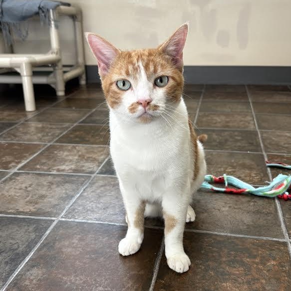 Dunkin Donuts- BARN CAT