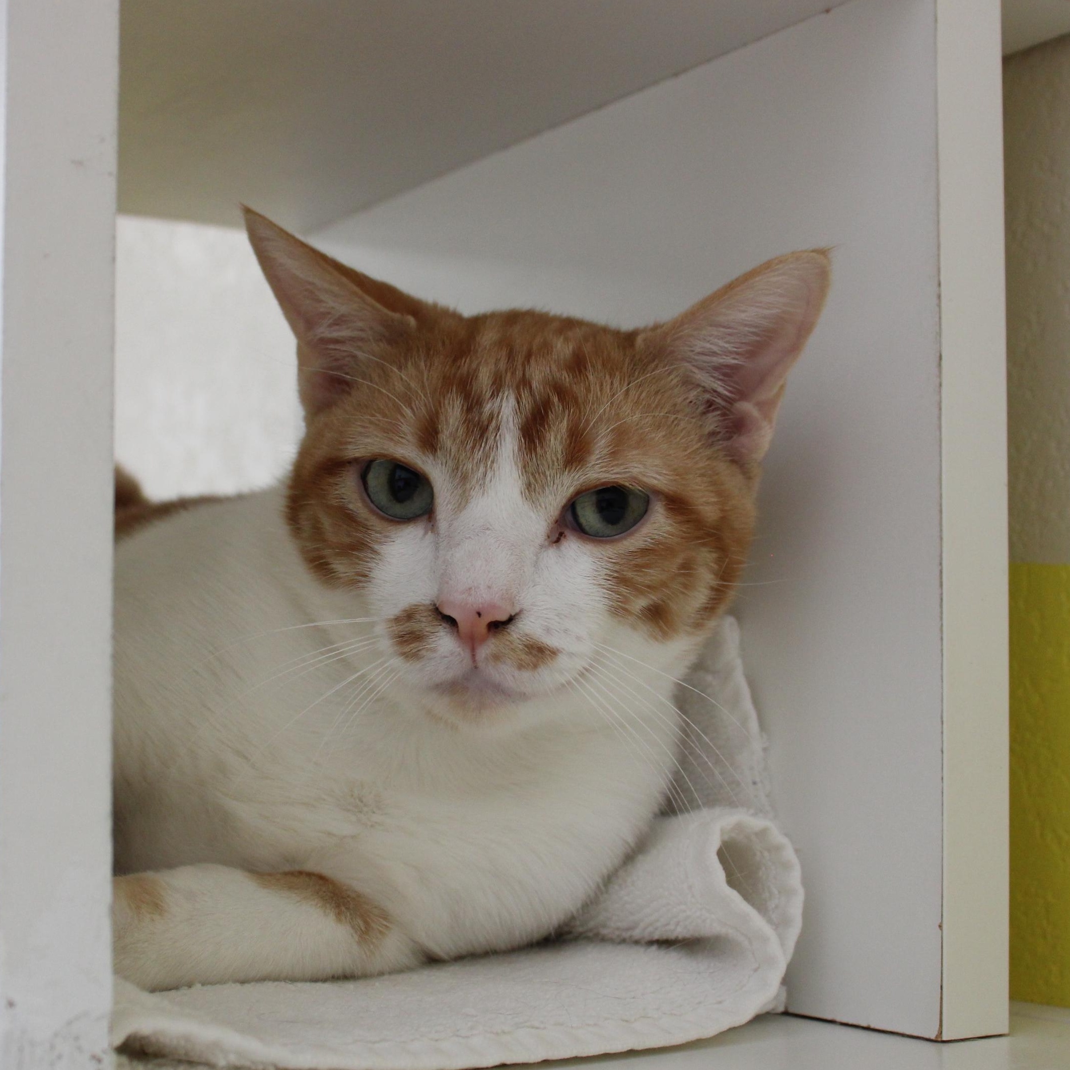 Dunkin Donuts- BARN CAT, an adoptable Domestic Short Hair in Ridgway, CO, 81432 | Photo Image 1