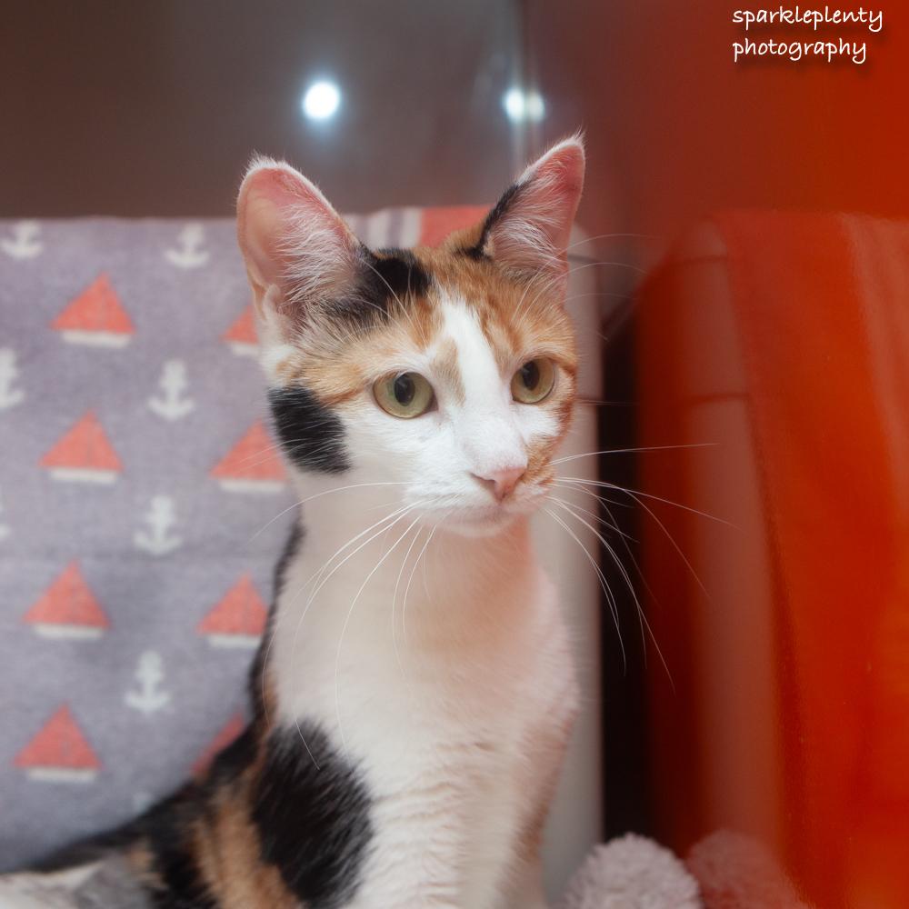 Enlarge Barbara, an adoptable Domestic Short Hair in Ridgefield, CT image 3/4