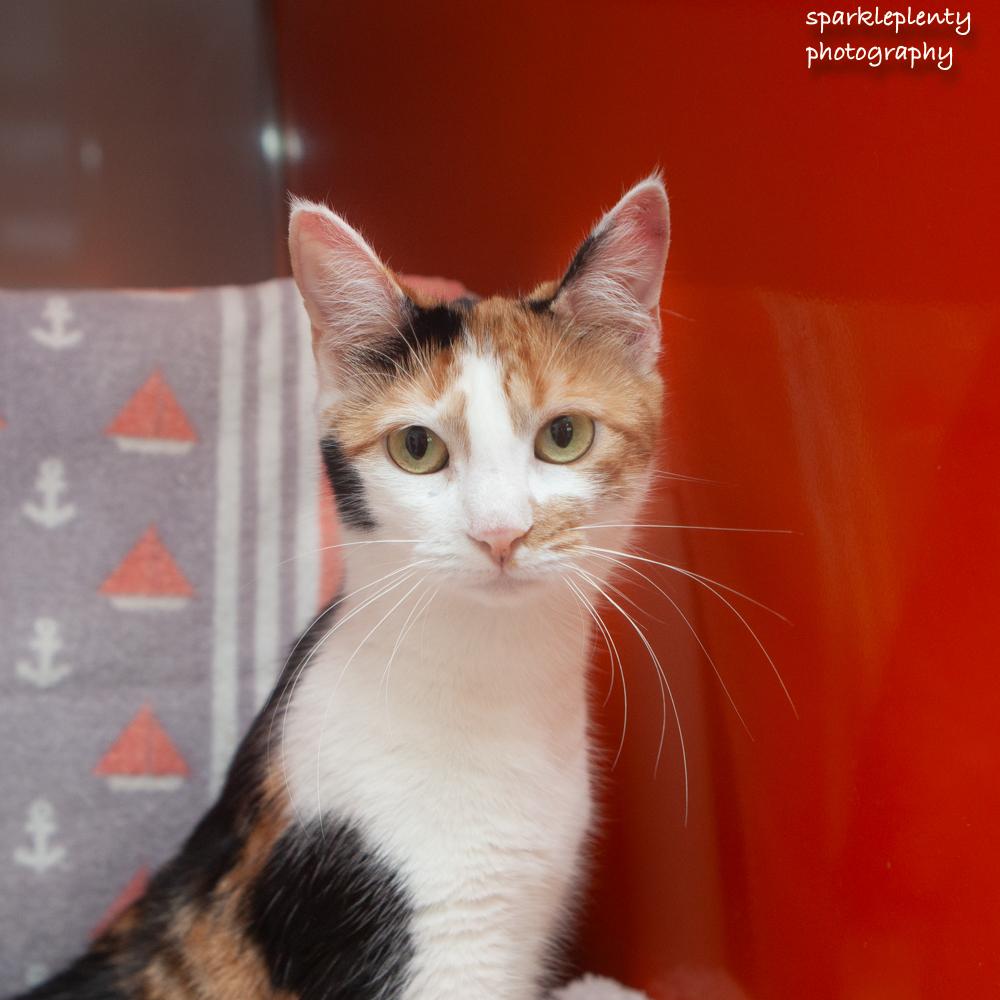 Enlarge Barbara, an adoptable Domestic Short Hair in Ridgefield, CT image 2/4