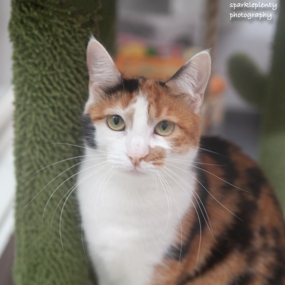 Enlarge Barbara, an adoptable Domestic Short Hair in Ridgefield, CT image 2/6